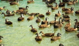 Anh nông dân ra Bắc học chăn nuôi, về An Giang thu tiền tỷ